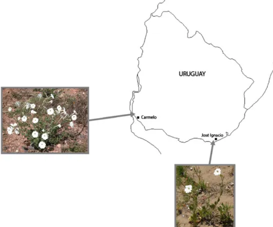 Fig. 1 Geographical map of the two experimental sites in Uruguay. The site Carmelo (C) was characterized by a high Petunia axillaris density, whereas the site Jose´ Ignacio (JI) harboured a low P