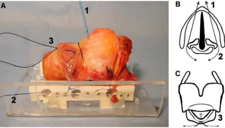 Fig. 1 a Side view of a cadaver  larynx Wxed on a mounting  device. b Top view draft of a  larynx on the level of the glottis