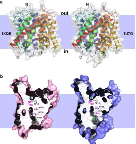 Fig. 1 Monomer structure of AmtB and location of the conduction pore. a Ribbon representation of one AmtB monomer as situated in the membrane with color changing gradually from blue (N-terminus) to red (C-terminus)
