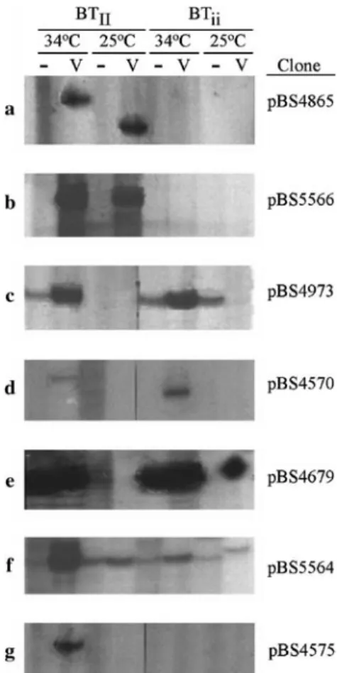 Fig. 1 Examples of expression patterns from cDNA-AFLP gels when BT II  and BT ii  were compared at 25 and 34°C