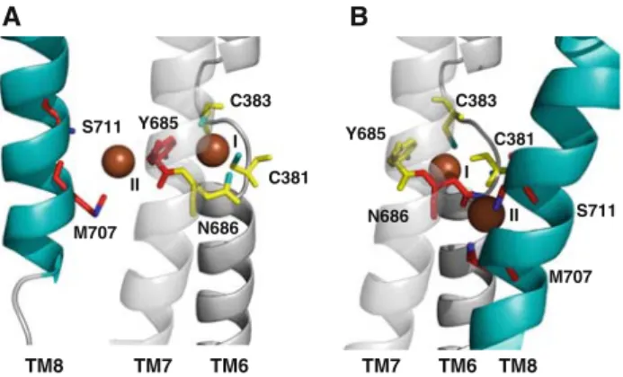 Fig. 11 Enlarged view of Cu ? binding sites I and II located in transmembrane helices 6, 7, and 8