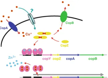 Fig. 1 Copper homeostasis in Enterococcus hirae. Copper enters the cell via CopA or by nonspecific leakage