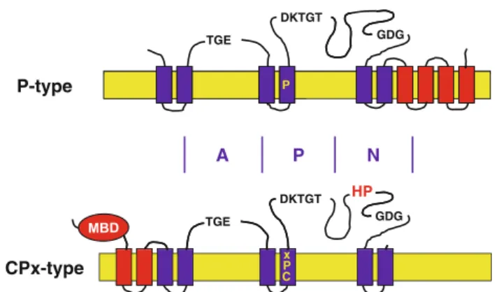 Fig. 9 P-type and CPx-type ATPases. The proteins are organized into three domains: A actuator domain, P phosphorylation domain, and N nucleotide binding domain