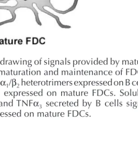 Fig. 1. Schematic drawing of signals provided by mature B cells essential for maturation and maintenance of FDCs.