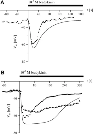 Fig. 4 Membrane hyperpolarization upon bradykinin stimulation in (A) the absence and (B) the presence of extracellular Ca 2+ 