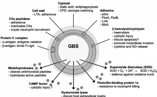 Figure 1. Schematic overview of GBS factors involved in adhesion, invasion, avoidance of immune clearance and virulence