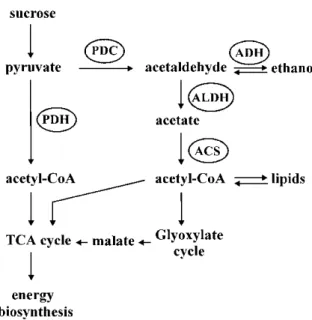 Figure 1. Proposed model for pyruvate utilization in pollen. Pyruvate can be directly converted to acetyl-CoA by PDH and enter the TCA cycle, or it can be converted to acetaldehyde by PDC