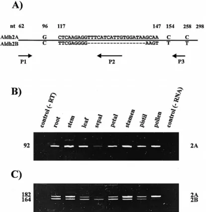Figure 3. RT-PCR analysis reveals the presence of two TobAldh transcripts. A. Schematic drawing of the differences in nucleotide sequence between TobAldh2A and TobAldh2B (the number and differences in nucleotides (nt) are indicated)