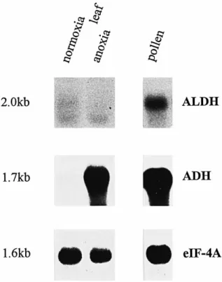 Figure 6. TobAldh2A is highly expressed in mature pollen and is not induced under anoxia in leaves
