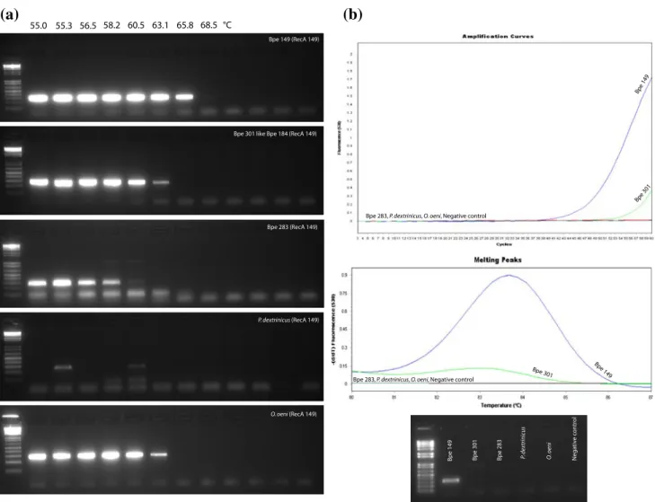 Fig. 3 Reaction of strains Bpe 149, Bpe 301, Bpe 283, P. dextrinicus and Oenococcus oeni to the PCR primer pairs 149-F and  R