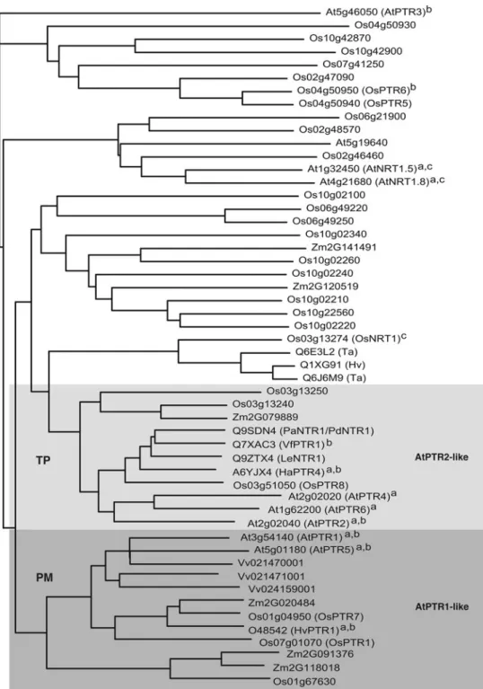 Fig. 1 Phylogenetic relationship of members of subgroup II of the PTR/NRT1 gene family