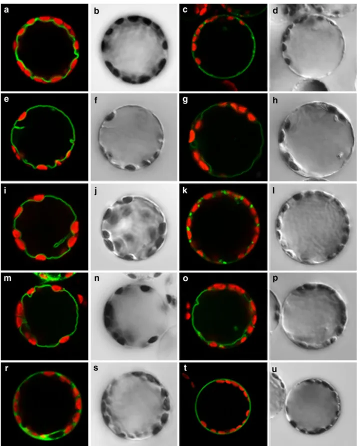 Fig. 2 Localization of AtPTR2/GFP, AtPTR4/GFP and AtPTR6/GFP fu- fu-sion proteins at the tonoplast of tobacco protoplasts