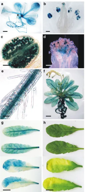 Fig. 5 GUS activity under the control of the AtPTR6 promoter. GUS- GUS-staining of 2-week-old seedling (a), Xower (b), anther with pollen (c), stigma with germinating pollen (d), lateral root of a 2-week-old  seed-ling (e), soil-grown 7-week-old plant (f),