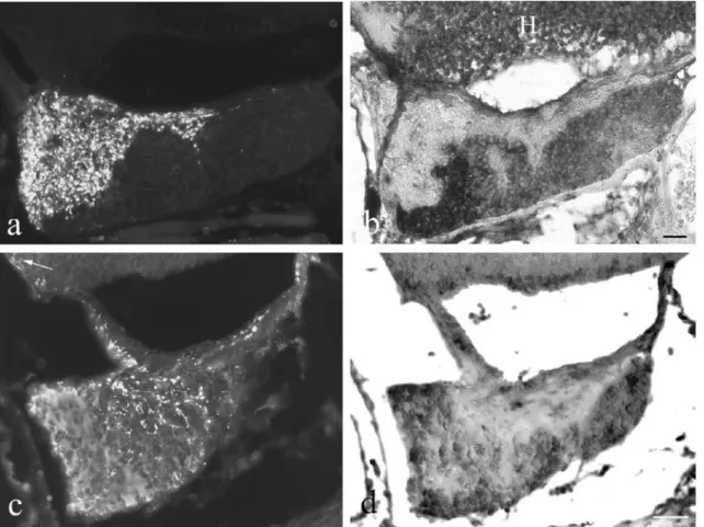 Fig. 7 IGF-I immunoreactivity and mRNA in the pituitary as revealed in two pairs of consecutive sections (a, b and c, d) processed for immunofluorescence (a, c) and in situ hybridization (b, d)