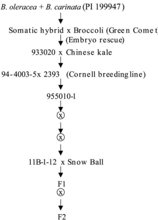 Figure 1. Generation of segregating F 2 populations and pedigree of the resistant parent.