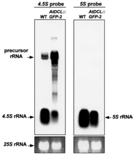 Fig. 5 Eﬀect of overexpression of AtDCL::GFP on chloroplast gene expression in A. thaliana