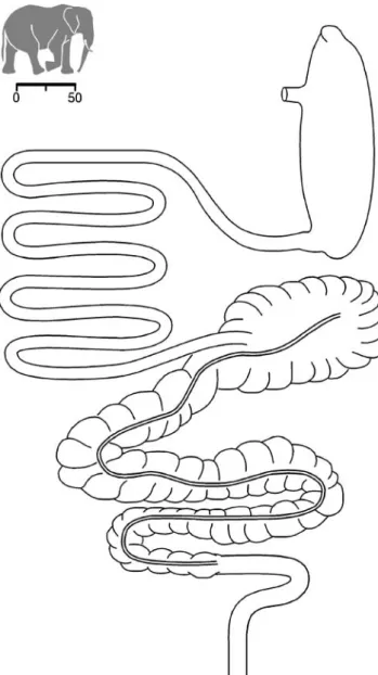 Fig. 2 Gastrointestinal tract of an Asian elephant ( Elephas maximus ). The scale bar represents 50 cm