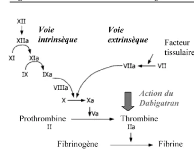 Figure 3 :   Mécanisme d’action du dabigatran 6
