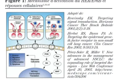 Figure 1:  Mécanisme d’activation du HER/ErbB et réponses cellulaires 2,10,45