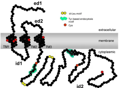 Fig. 1 Schematic topology prediction of CRIT showing N-terminal extracellular domains (ed1 and ed2), three N-terminal transmembrane domains (TM1, TM2 and TM3), two intracytoplasmic domains (id1) and the cytoplasmic tail (id2)