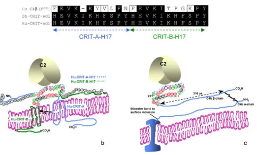 Fig. 3 Alignment of amino acid sequence of the CRIT-ed1 domain of the human C4 β -chain F 231 – Y 251 with S.