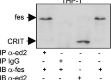 Fig. 4 CRIT associates with the cytoplasmic tyrosine kinase fes. Immunoprecipitation with the anti-CRIT-ed2 of Jurkat (T lymphocyte) and THP-1 (monocyte) cells and immunoblotting with anti-fes show CRIT to be associated with the cytoplasmic tyrosine kinase