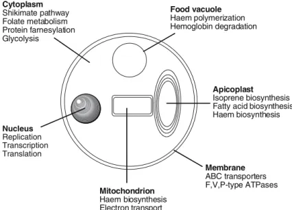 Figure 2. Basic metabolism and drug targets in Plasmodium.