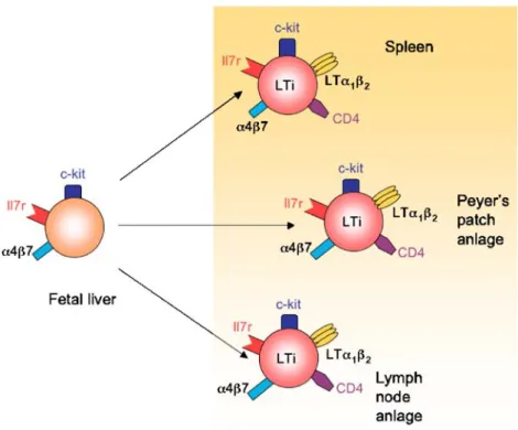Fig. 6 Colonization of the periphery with LTi precursor cells from fetal liver