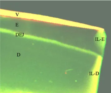 Fig. 1) [17]. An argon laser (wavelength, 488 nm; intensity, 46%), a 2.5× Fluar objective with a numerical aperture of 0.075 and the following beam path configuration was used: