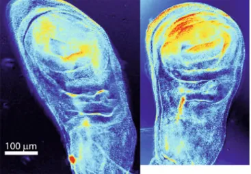 Fig. 2. (Colour on-line) The retardance map of a wild type wing disc is shown on the right, whereas the same disc is shown after uncontrolled stretching on the left