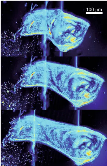 Fig. 4. A stretched wing disc that has been detached from the cover slide (bottom). As can be seen from comparison with the situation before stretching (top), the disc reverts to its original shape and size in spite of having been stretched  sub-stantially