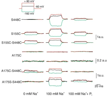 Figure 5 compares the fluorescence recorded from representative oocytes expressing the respective mutant transporters in response to voltage steps from V h =−60 mV to three test potentials: − 160, 0 and +80 mV
