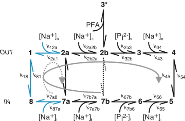 Fig. 7 Ten state kinetic scheme for the electrogenic leak and cotransport modes for SLC34 proteins