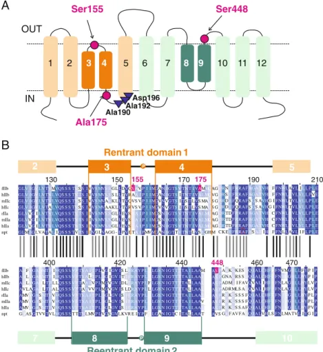 Fig. 1 Re-entrant domains of NaPi-IIb. a Topology model of NaPi- NaPi-II proteins predicts 12 transmembrane domains and intracellular  C-and N-termini [33]