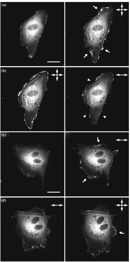 FIGURE 9. Bovine aortic endothelial cells transiently expressing EGFP-actin and subjected to different substrate stretch regimes.
