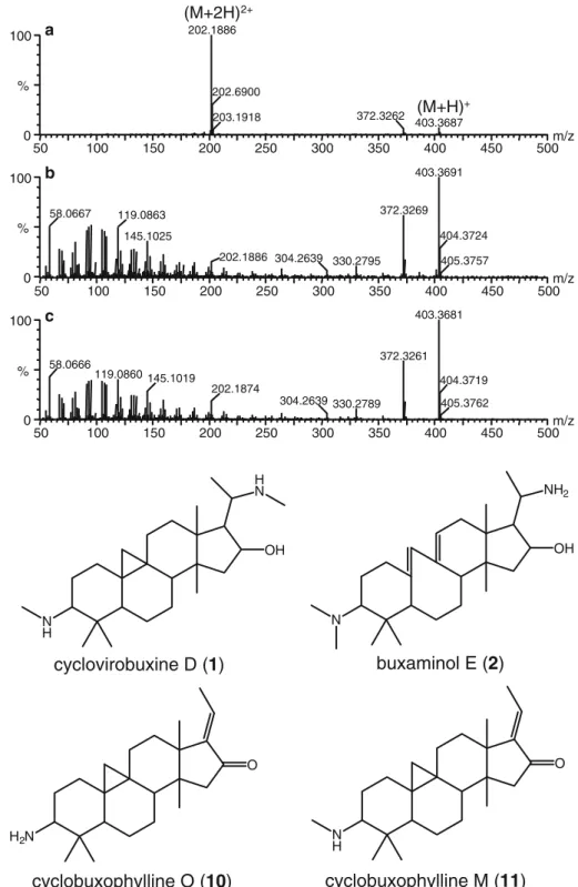 Fig. 2 High-resolution mass spectra obtained for cyclovirobuxine D in B.