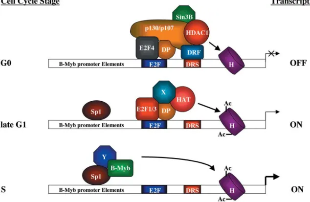 Figure 2. B-Myb: a cell cycle-regulated gene. The B-myb gene is precisely regulated along the cell cycle