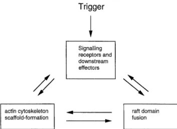 Fig.  2.  Possible interplay  of signalling molecules, raft  domains, and  cytoskeletal elements