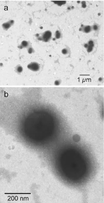 Fig. 4 Electron micrographs of Dehalococcoides sp. strain VZ (a, b).