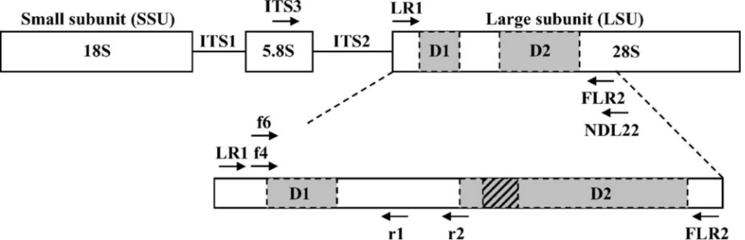 Fig. 1 Schematic representation of the nuclear ribosomal RNA cistron: positions of priming sites at the 5′ end of the nuclear ribosomal large subunit (LSU, 28S) RNA gene