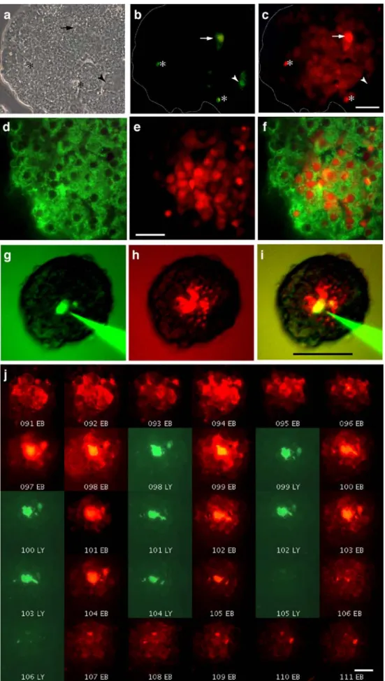 Fig. 3 Positively and negatively charged tracers reveal a different extent of beta cell coupling.
