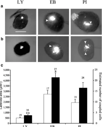 Fig. 2a). Histology showed that the number of coupled cells was much higher after injection of EB than LY (Fig