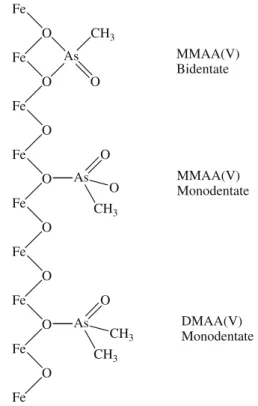 Fig. 3 Schematic illustration of the surface structures of monomethylarsonic acid (MMAA(V)) and dimethylarsinic acid (DMAA(V)) on iron (hydr)oxides