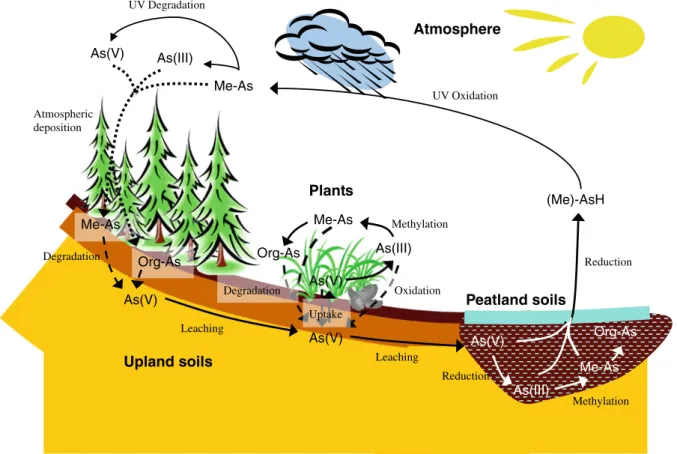 Fig. 4 Schematic presentation of biogeochemical cycles of organic arsenic compounds in the soil environment