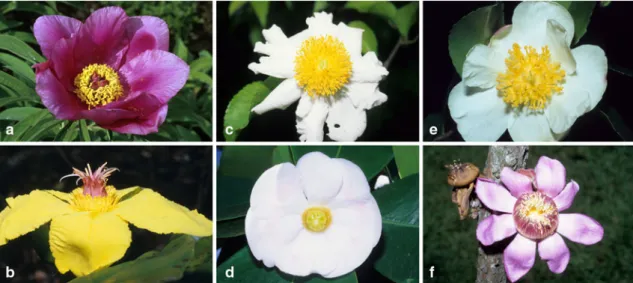 Fig. 2 Large polystemonous flowers in different core eudicot orders (earlier all in Dilleniidae)