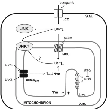 Fig. 4 Schematic representation based on the present findings and illustrating the possible modulation of JNK activity by open-state of L-type Ca 2+ channel (LCC), mitochondrial Ca 2+ uniporter (MCU) and mitoK ATP channel during reoxygenation of the embryo