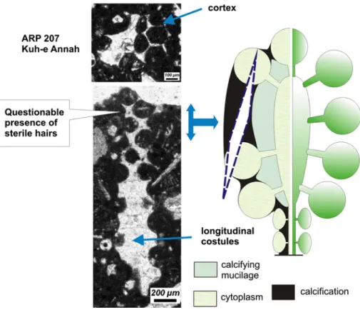 Fig. 16 Tentative, schematic reconstruction of the capitulum of Iranella inopinata, when higher-order laterals are missing