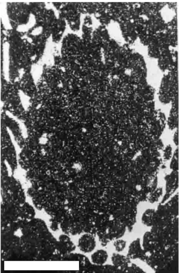 Fig. 7 Iranella ? aff. inopinata. Oblique section of a large alga assigned to Macroporella gigantea by Gollestaneh (1965, pl