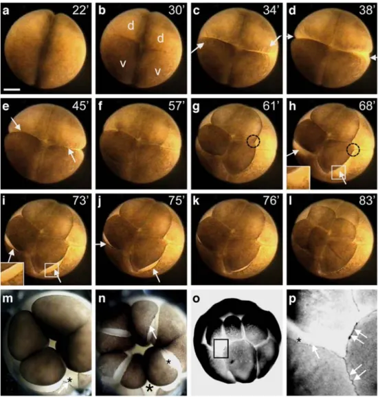 Fig. 1 Dynamics of first cleavages of Xenopus embryos. a – l Still images captured from a time-lapse video recording of a cleaving embryo, under normal calcium conditions