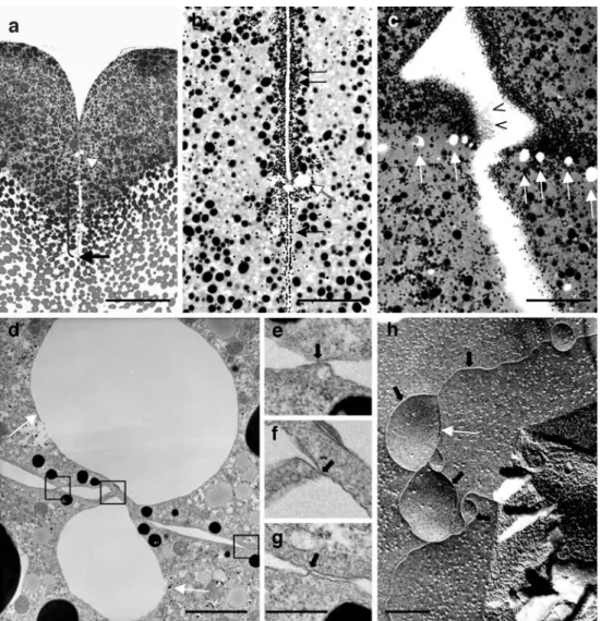 Fig. 4 Morphological analysis JC region and JV by light microscopy (a – c), TEM (d – g) and freeze-fracture electron microscopy (h)